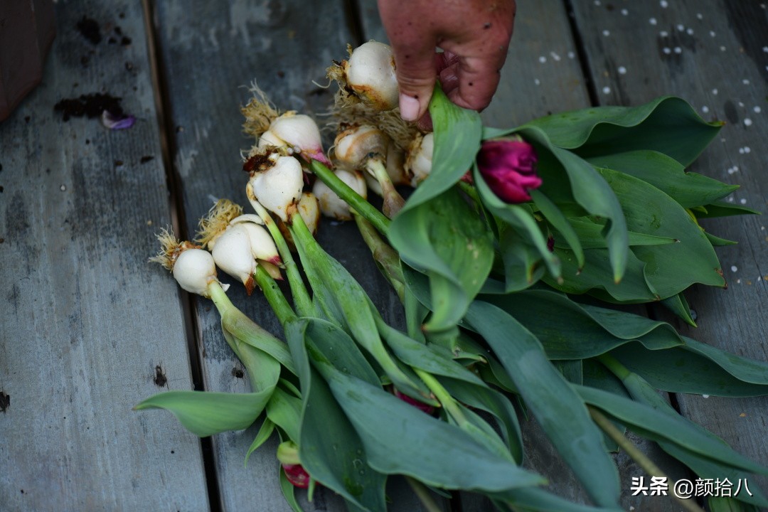 河马花园最耐阴植物,最漂亮的花园里的郁金香