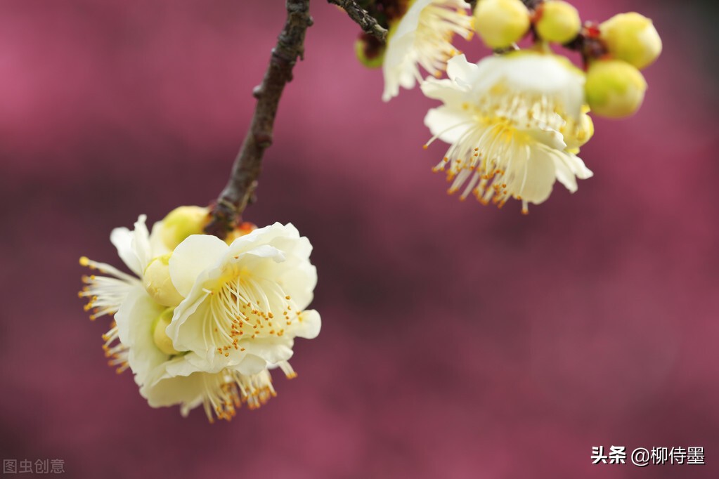 拍摄梅花多重曝光的技巧,拍摄梅花用什么镜头最好