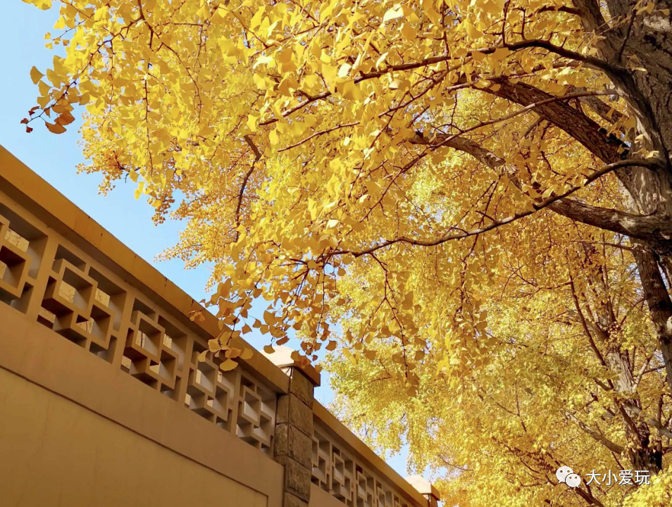 银杏最美的地方,金秋十月最美的银杏