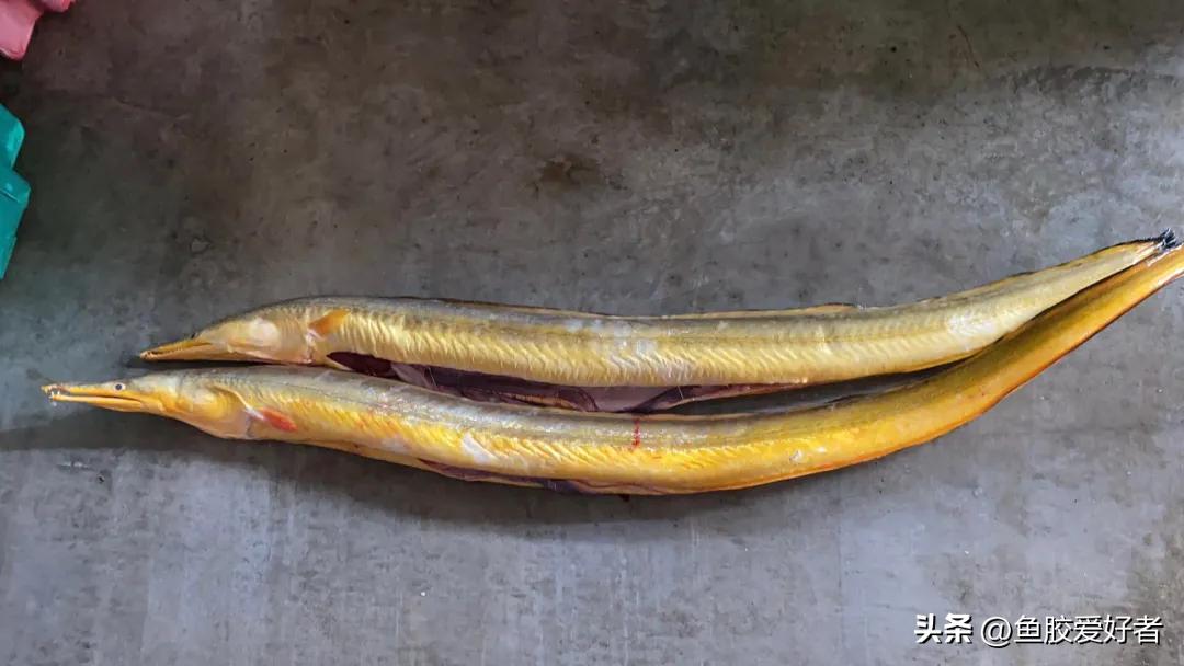 哪款鱼胶吃了对肺好,鱼胶哪些最好