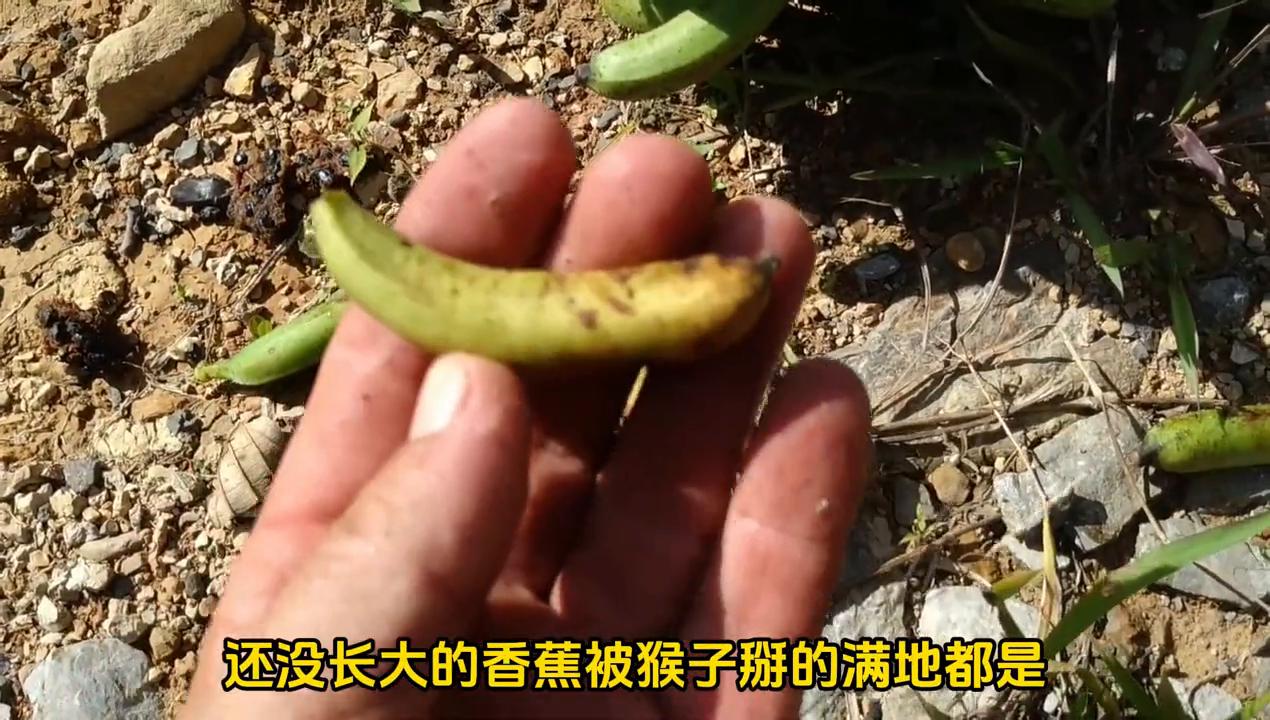 猴哥偷香蕉被整蛊,猴哥偷香蕉被蛇咬