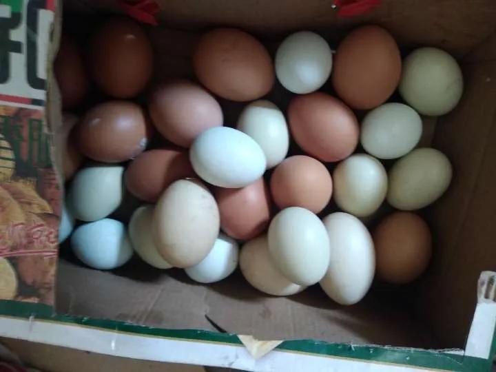 表哥的鸳鸯鸭真有意思