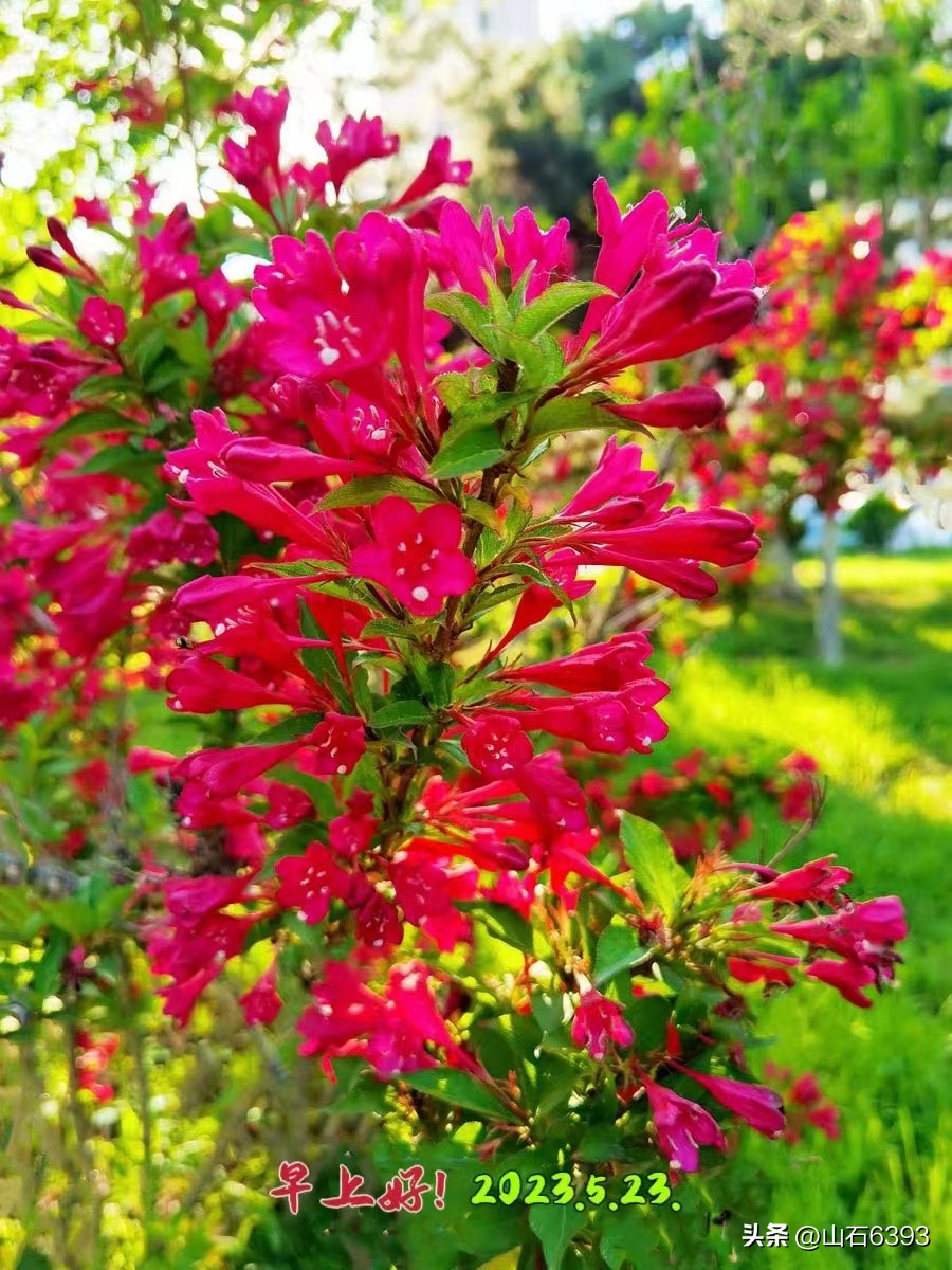 【战友美文】于天松：《爬山虎》（诗）——寓意极丰富哈