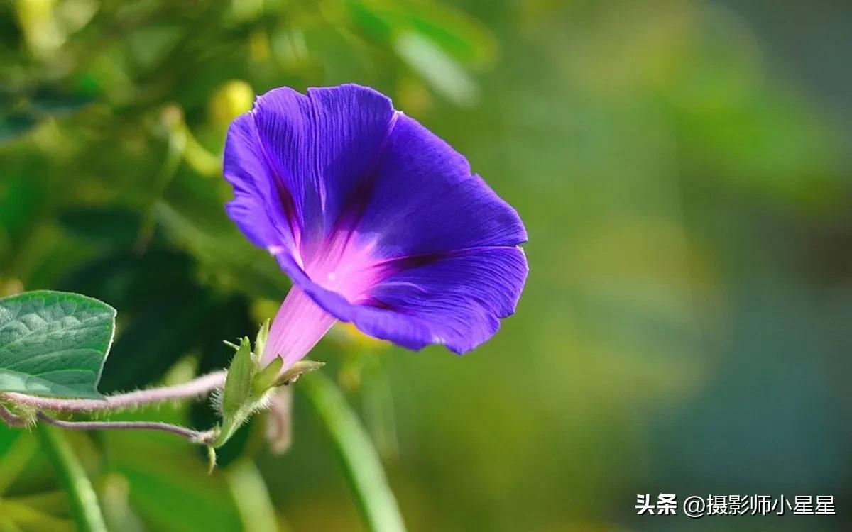 小小牵牛花鲜艳夺目,小小牵牛花教学