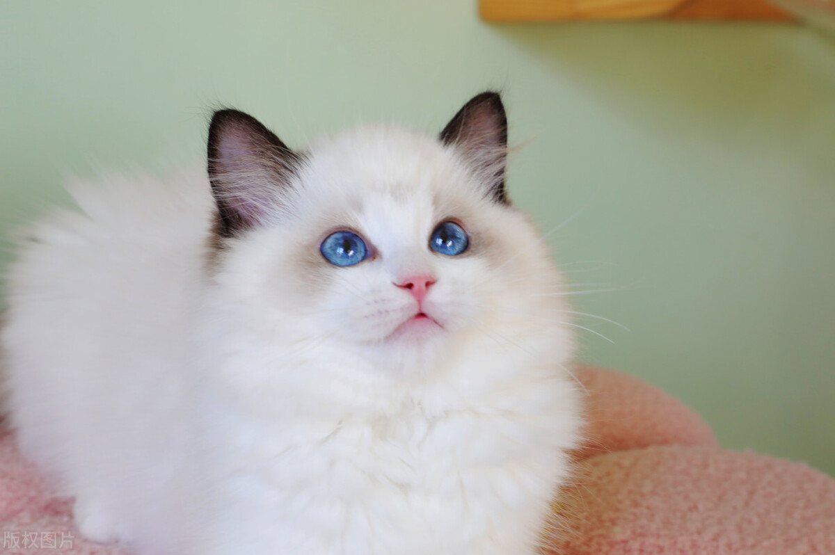 10大常见品种猫优缺点,新手必备的十种品种猫