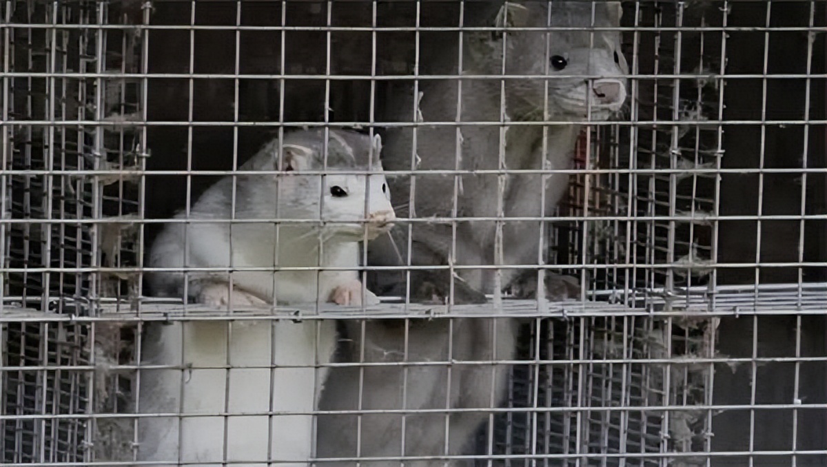 市场上的假羊肉串是用什么冒充的,老鼠冒充羊肉串