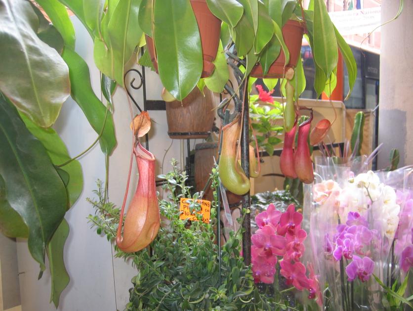 我意大唐,我意大利语