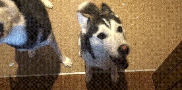 主人太经常在家猫咪会抑郁吗,狗狗和猫咪在家里的最佳表现