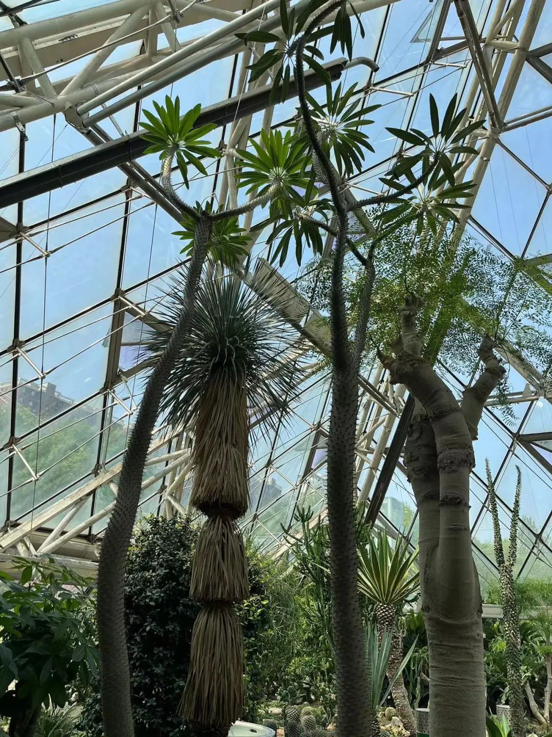 泰达热带植物园4月29日开园，文化之旅，一起鉴定网络热门植物