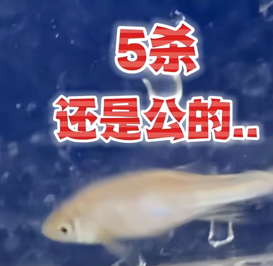 靠养鱼火了的985硕士，居然是《最强大脑》的隐藏黑马？