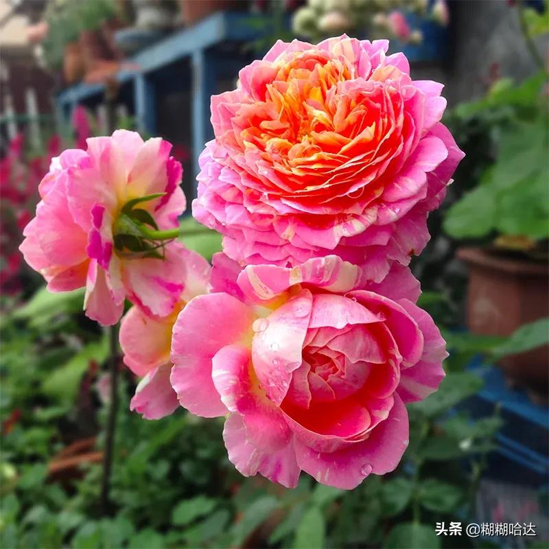 赏心悦目的花朵，风采万千，千姿百态，魅力无限，太美了