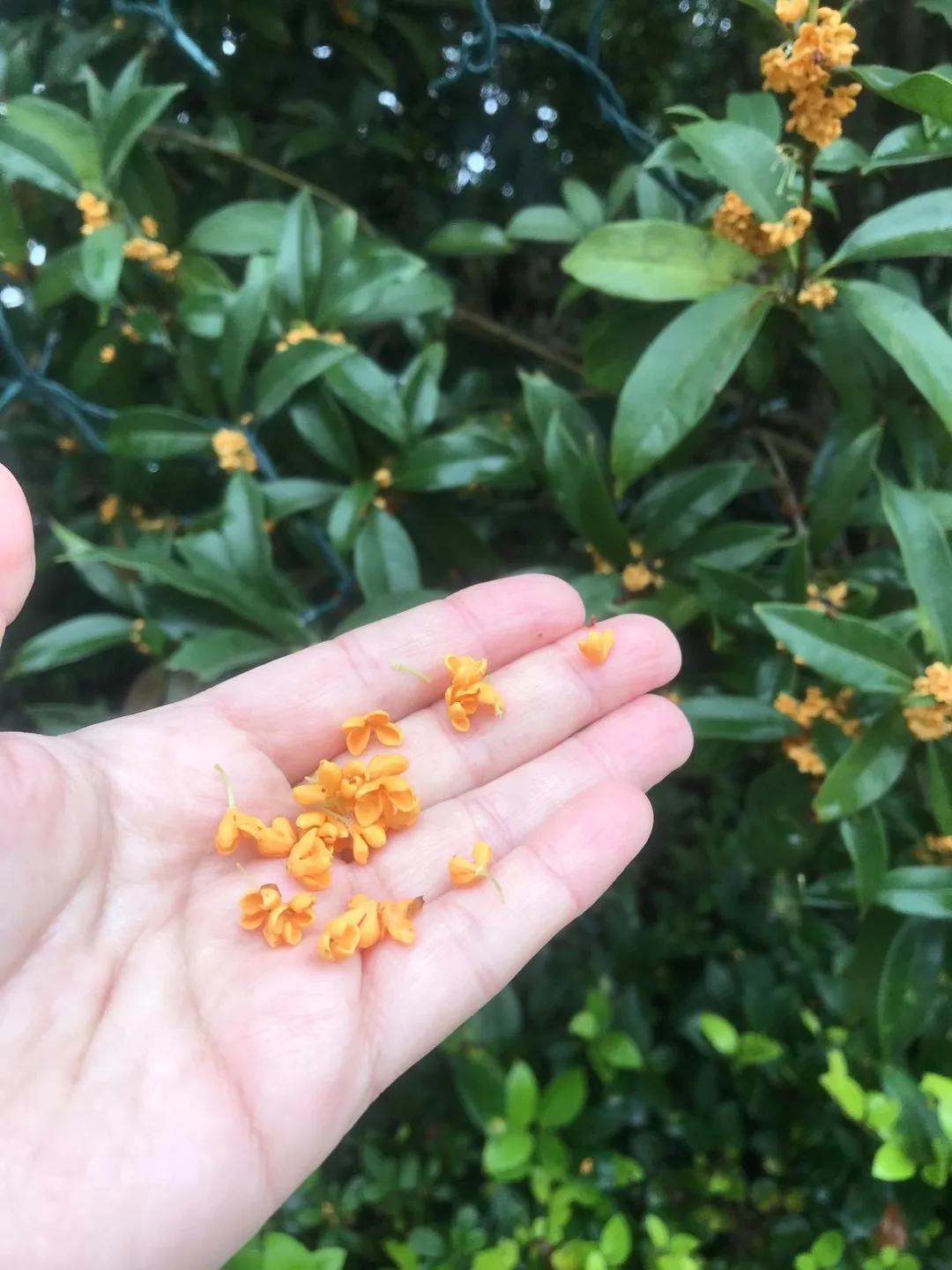 书香花香完整版,书香花香文案