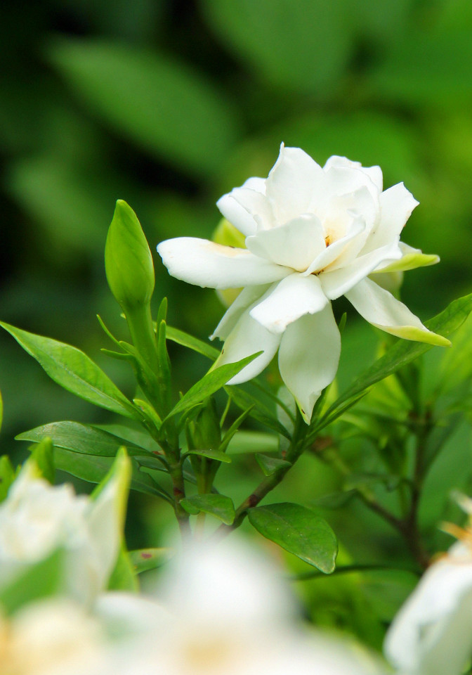 春游观赏的花有哪些,春天赏花什么花好看