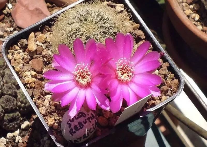 200种·仙人球开花图鉴，大开眼界，美到爆