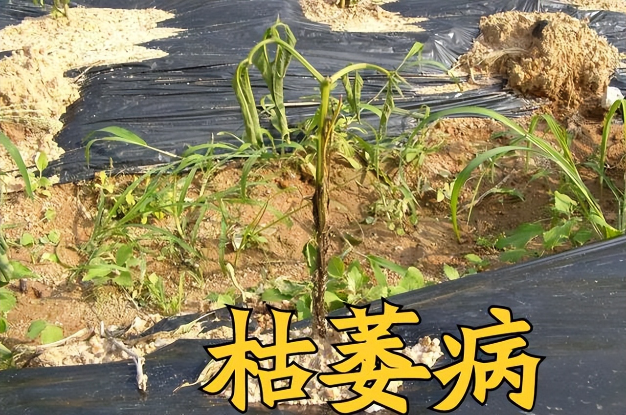 种菜感染真菌,高锰酸钾能杀死土壤真菌吗