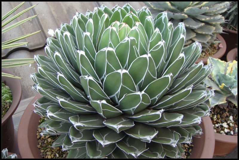 十种最吉利的镇宅花,家里养这5种旺宅花