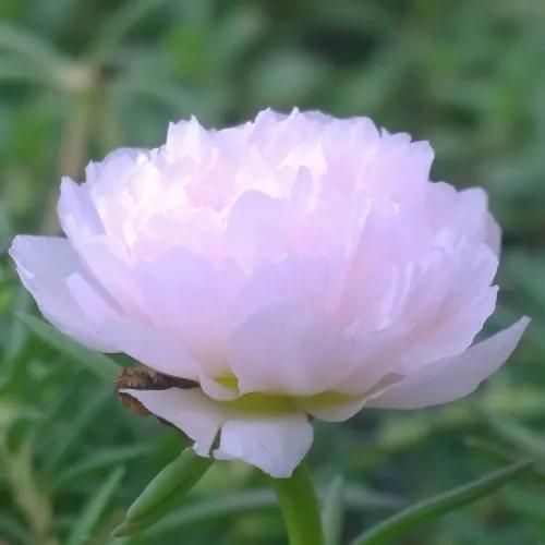 一花一世界一念一佳人的图片,一花一世界一叶一春秋图片