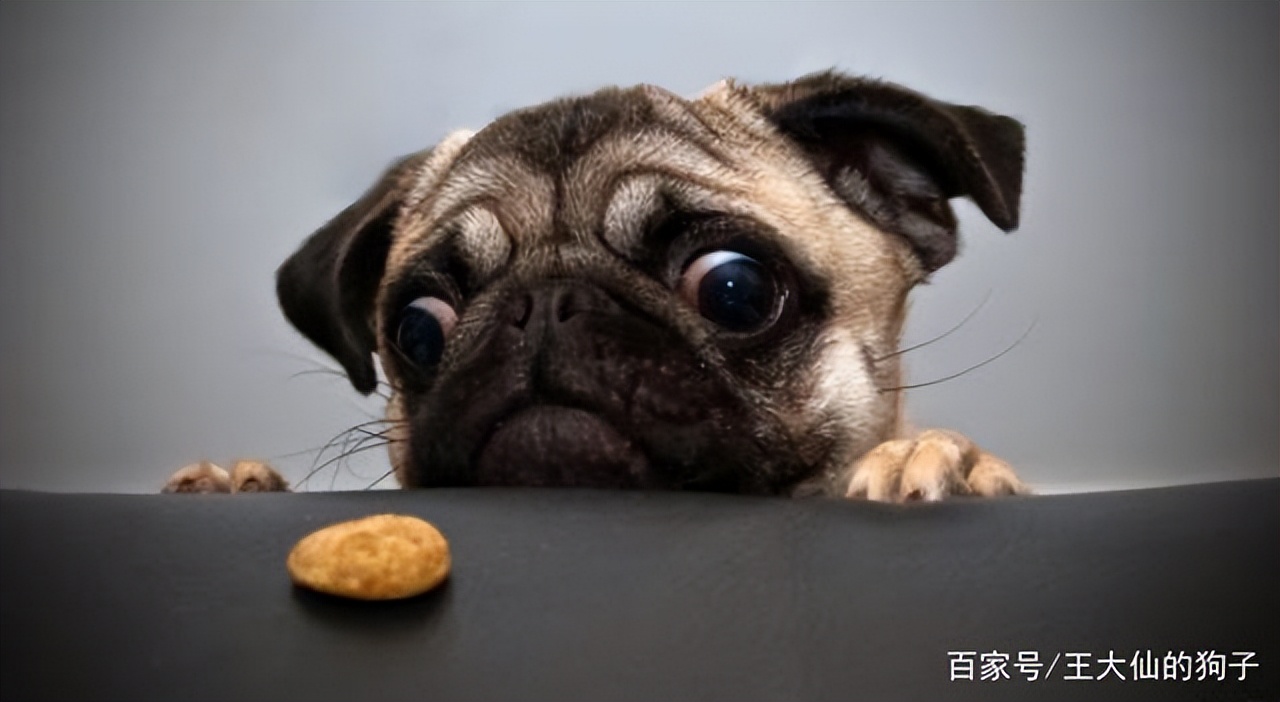 狗狗吐黄水拉肚子,狗狗拉肚子吐黄水怎么办