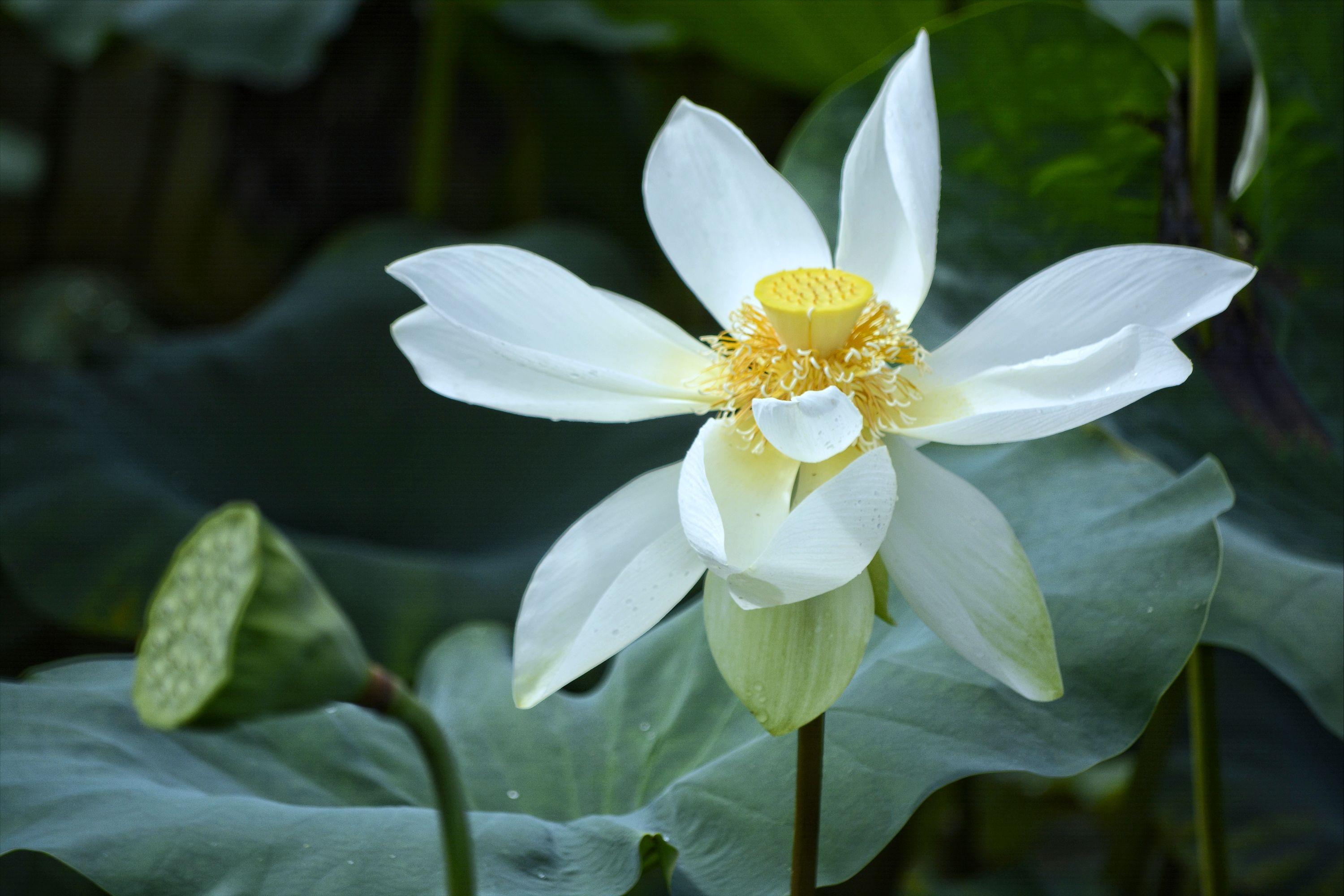70句唯美荷花诗词,关于荷花的绝美诗句