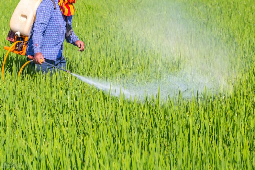 农药网购哪里最安全,网购农药和实体店农药有区别