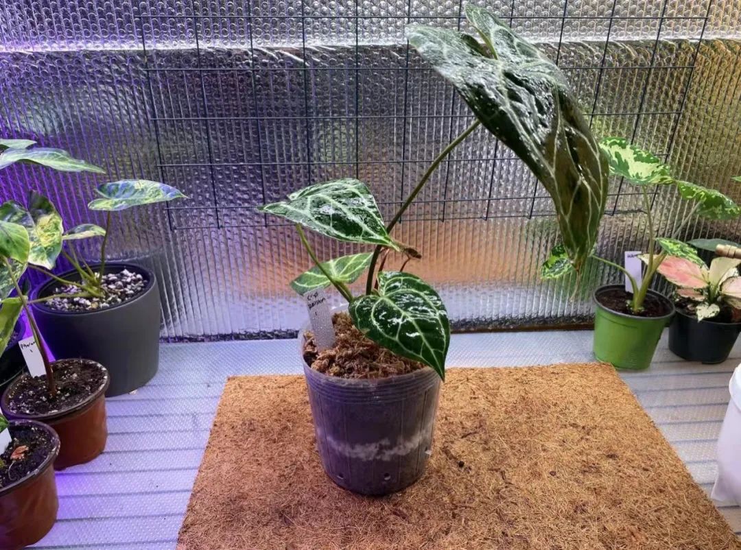 适合家中养的绿植大盆栽耐干旱,最好养的客厅绿植大盆栽