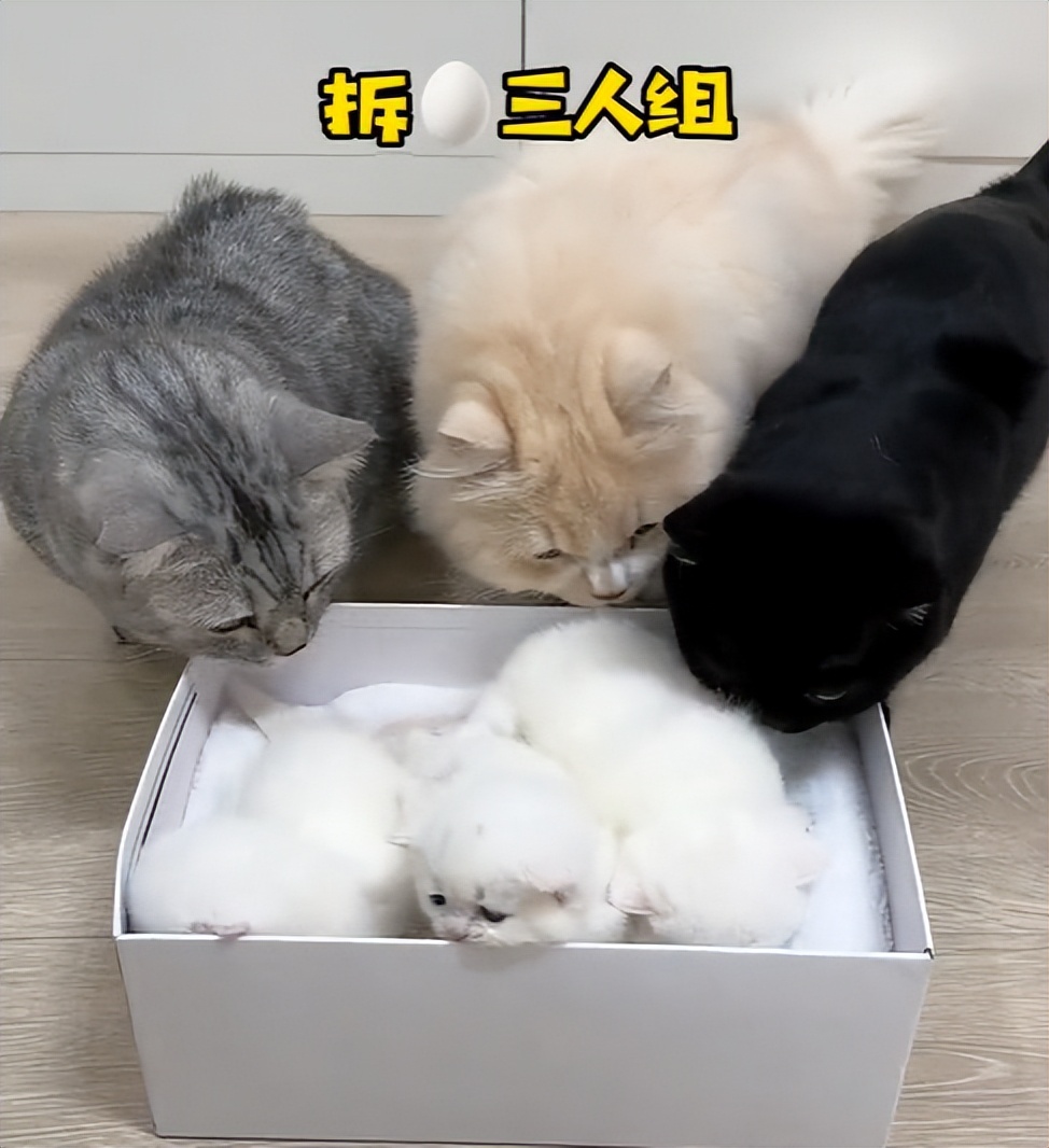 喜当爹!三只公猫凑不出一个蛋,结果...谁给母猫肚子搞大了!