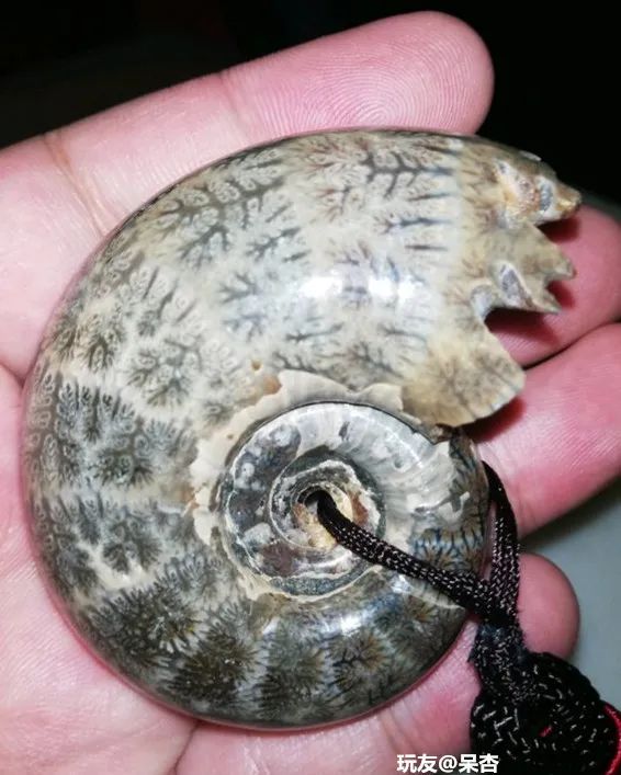 傻狍子角手把件,傻狍子的角掉了还能长出来吗