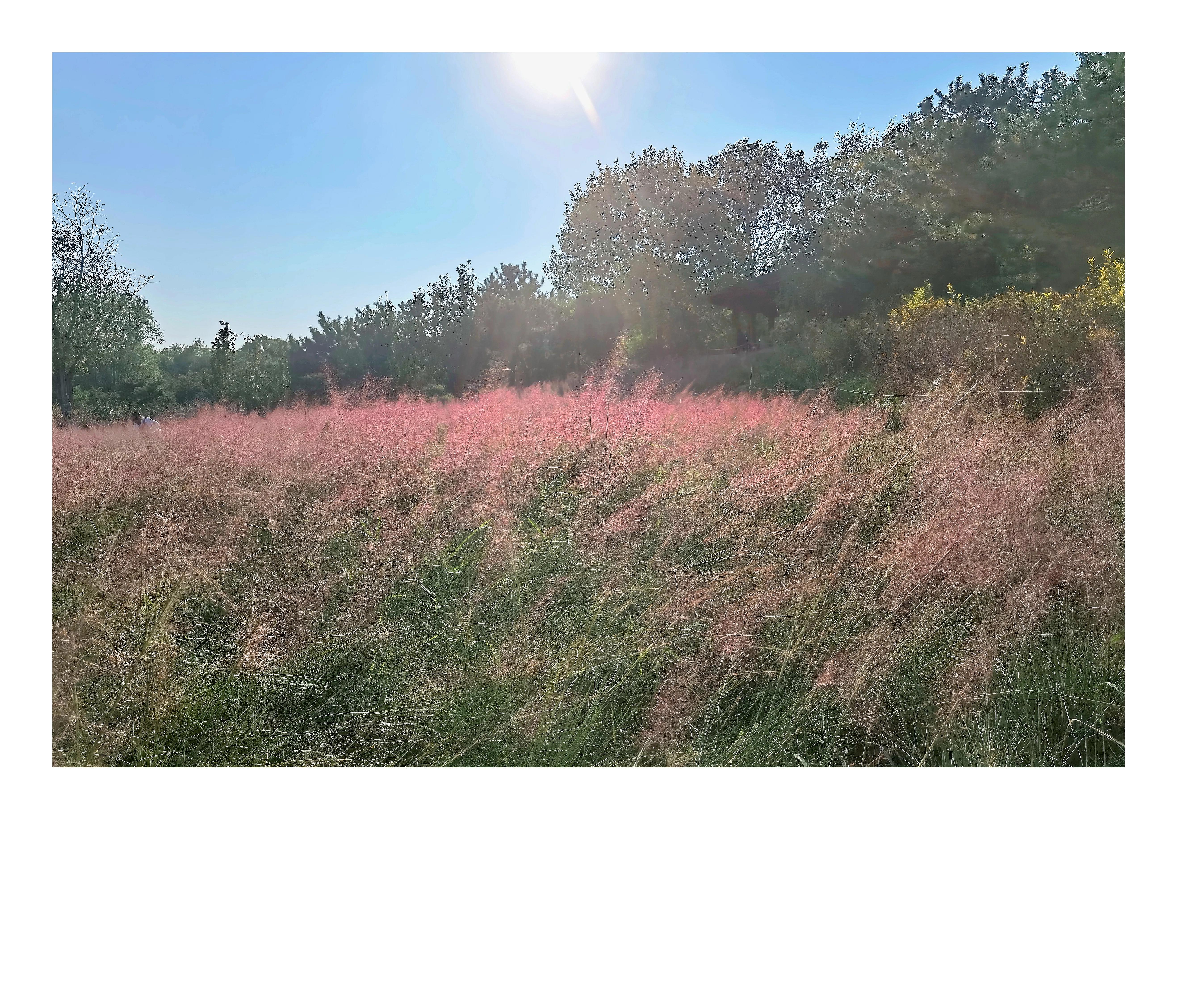 奥森公园里秋意图片,奥森公园的秋花也很漂亮