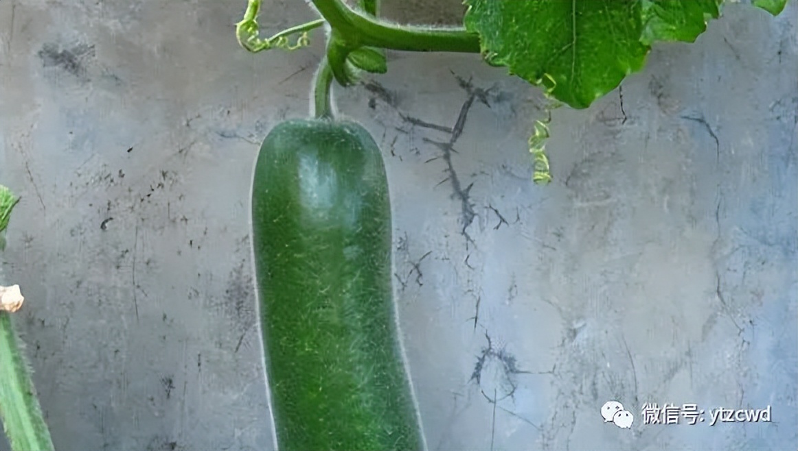 种冬瓜如何用肥,种冬瓜怎么只开花不结果