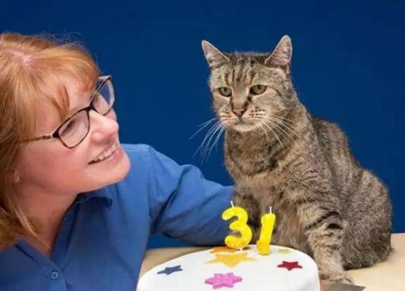 猫咪的寿命最多能活到多大呢,猫咪寿命排行榜之短命猫
