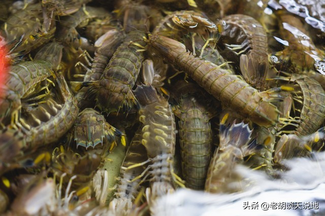 日照海鲜和威海海鲜,威海海鲜为什么便宜