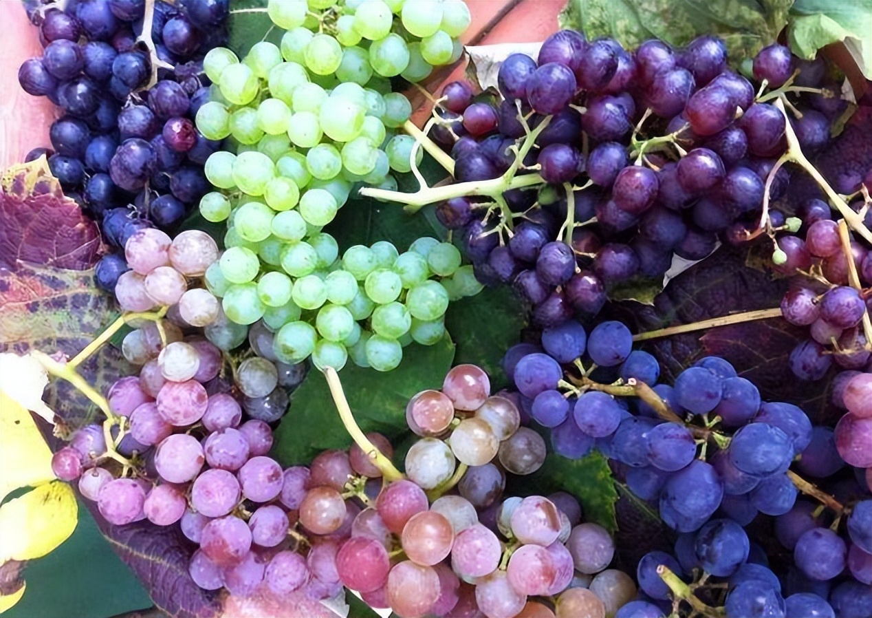 打破红酒玄学，用国人易懂的方式聊红酒篇一起源