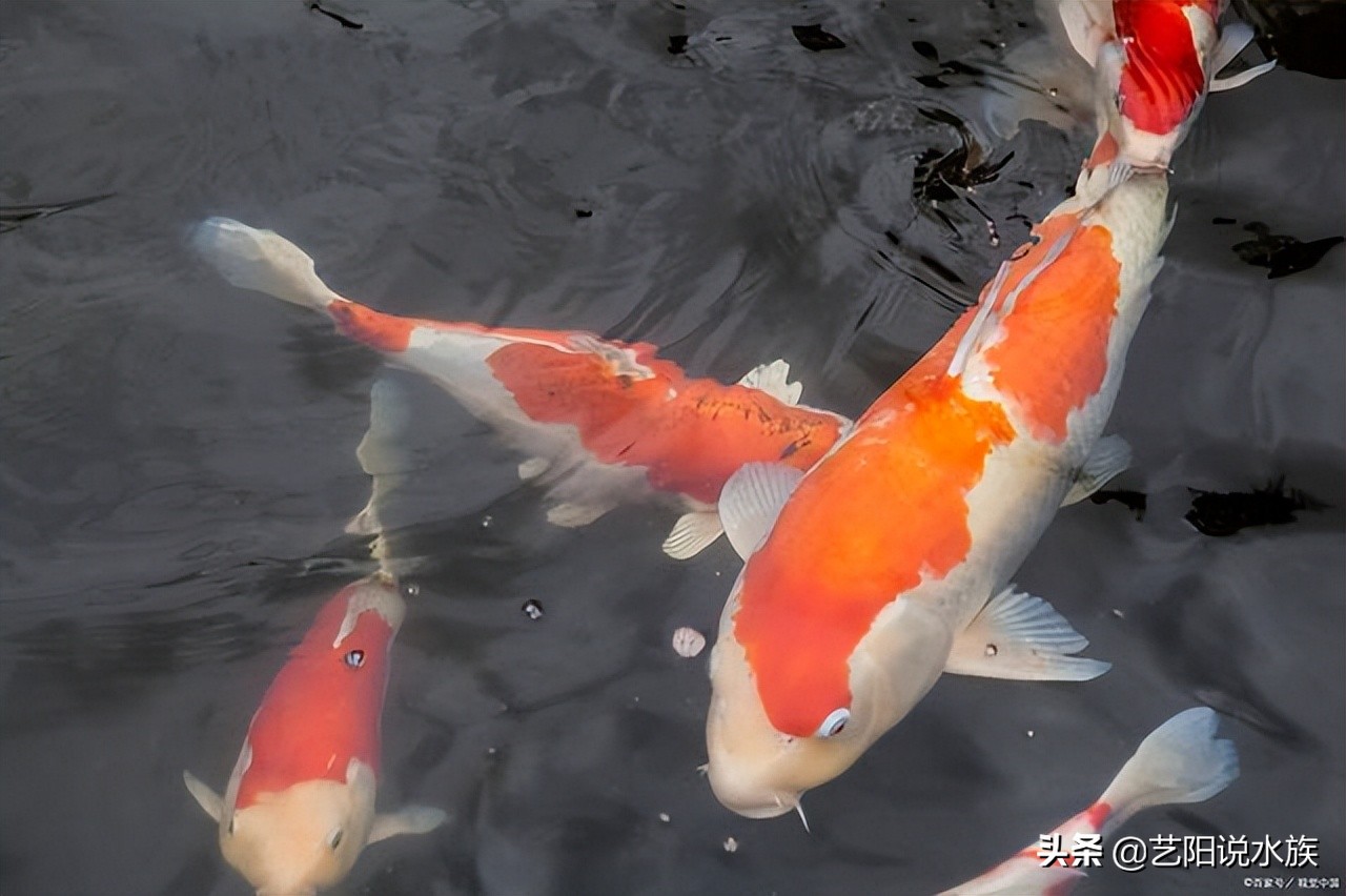 如何养锦鲤需要注意什么,如何饲养好锦鲤视频