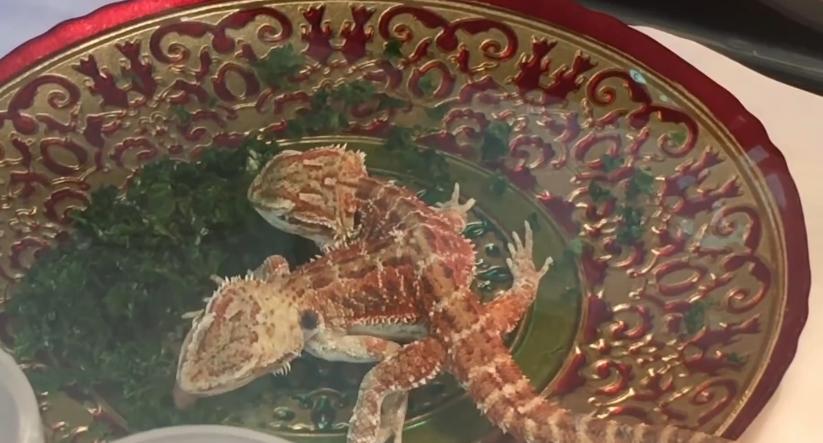 10种怪异的两个头动物,10种变异双头动物