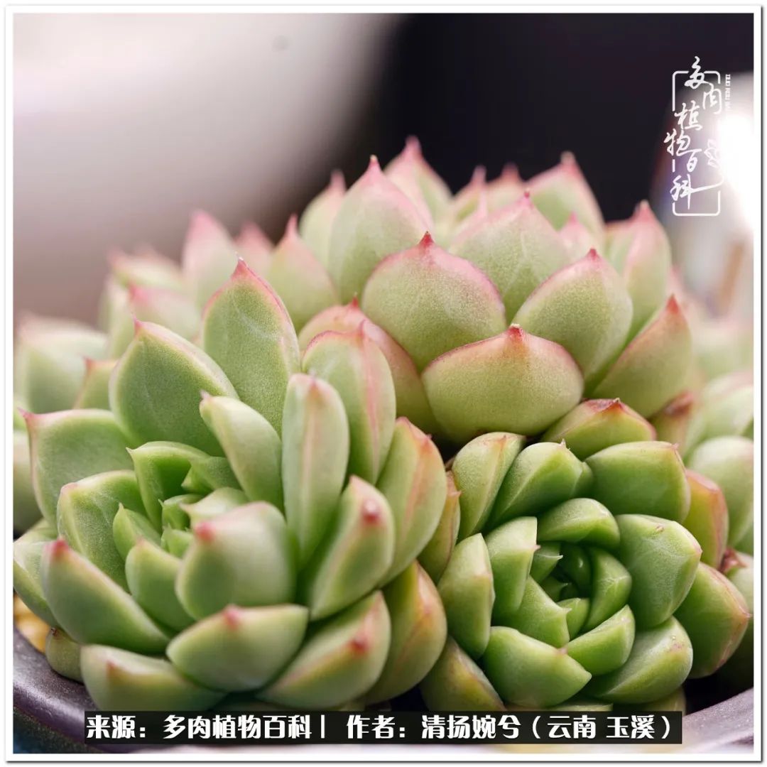 夏天好养颜值高的多肉,可爱的小多肉