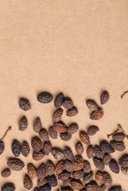 哪种草药可以治泻痢,治疗久泻久痢的中药方剂