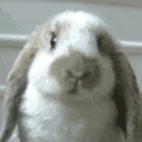 为什么不能给兔子洗澡,不能给兔子洗澡吗