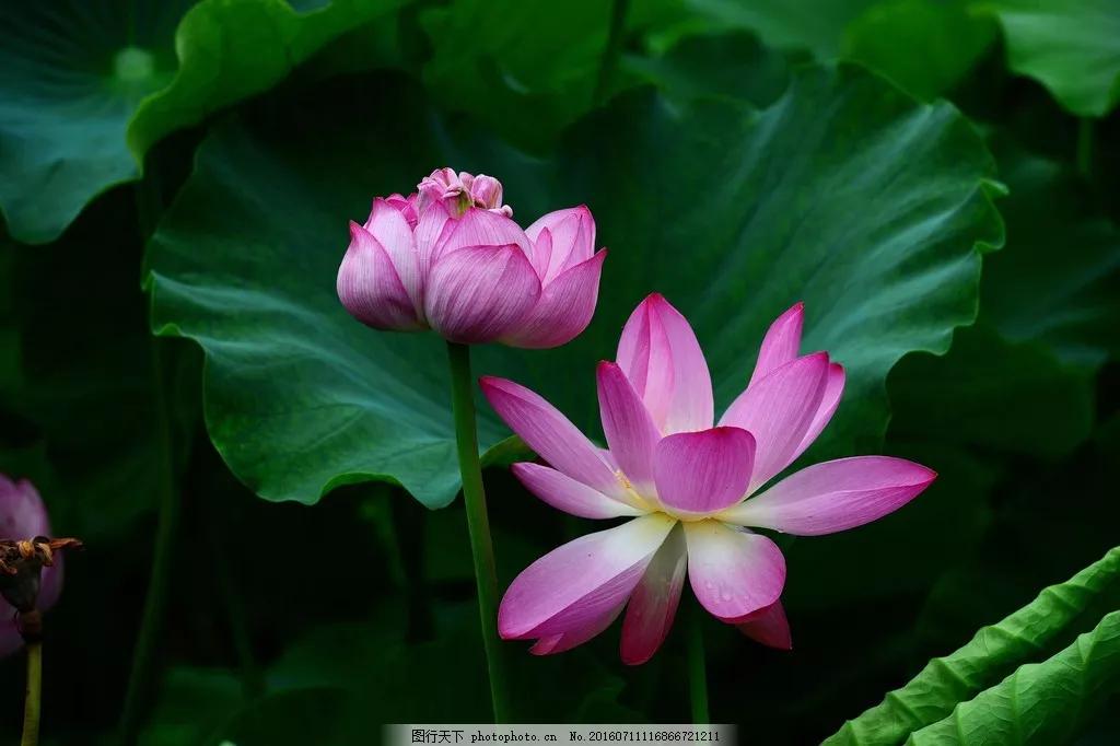 鱼荷花图片唯美高清大图,手机壁纸荷花高清唯美图片