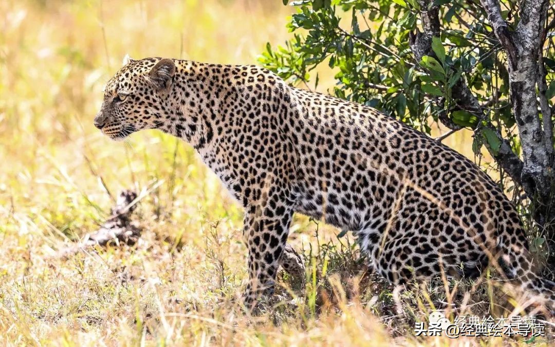 一本满满创意和奇妙的洞洞书——《红球球和黑球球》精读