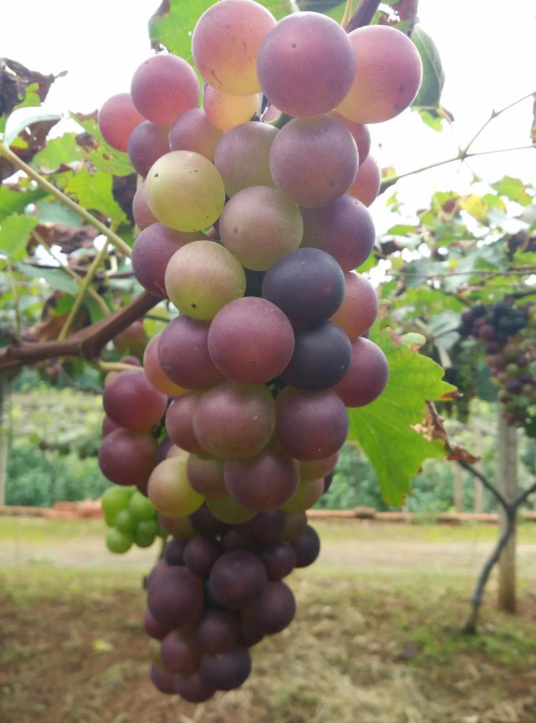 我老爸这个憨老头