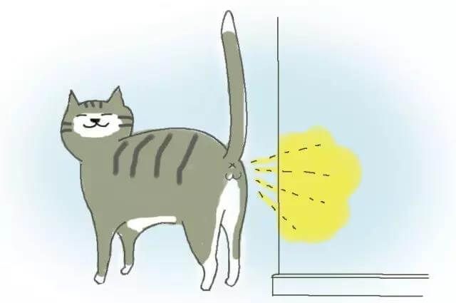 猫咪发情怎么办,公猫咪剃毛后发情怎么缓解