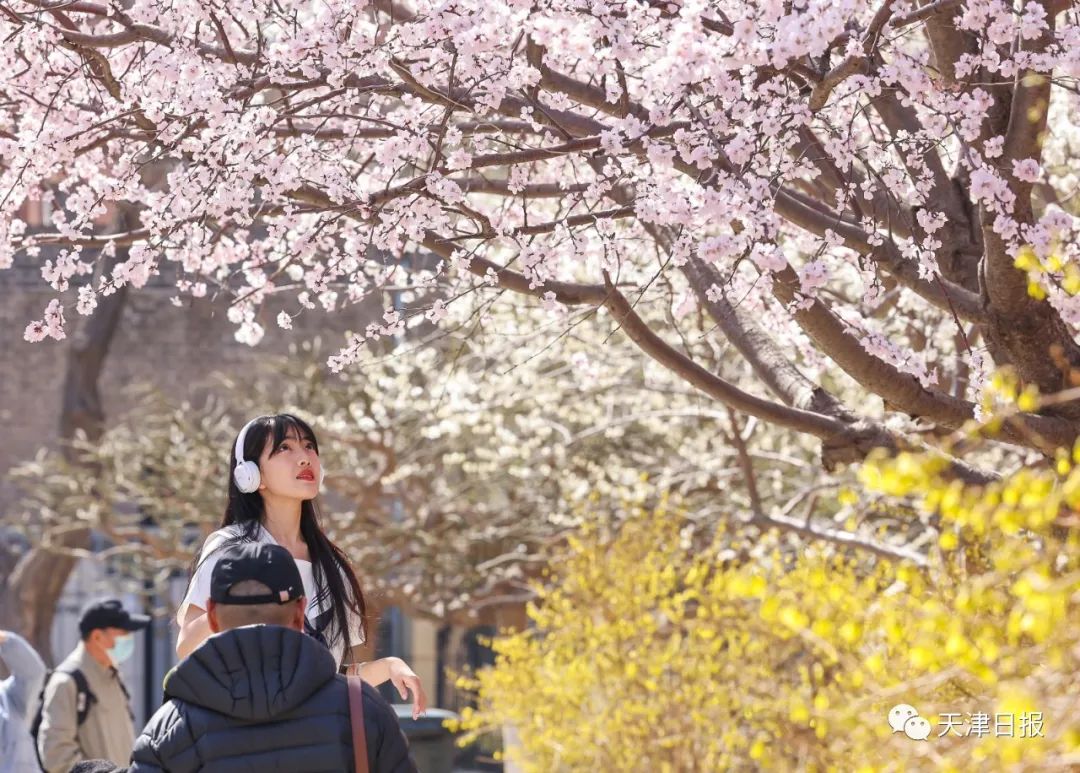 天津桃花堤桃花花期多长时间,天津运河桃花节时间表