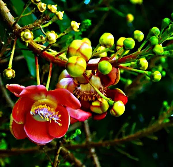 菩提树风景视频,菩提树唯美视频