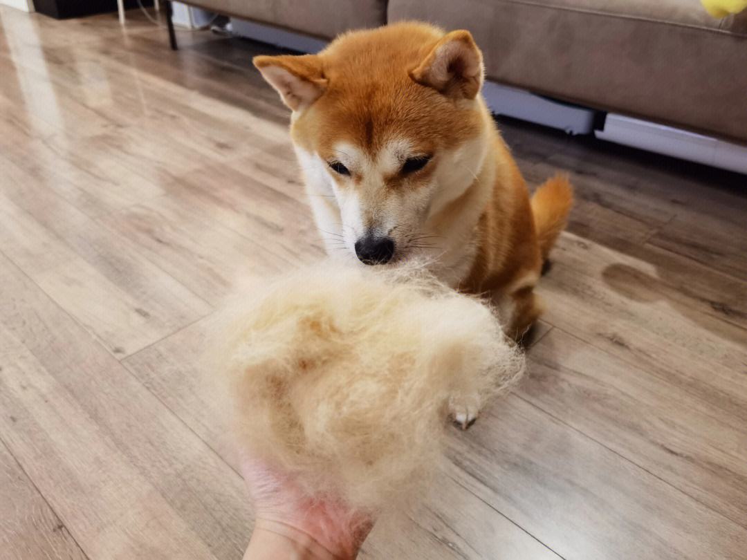 新手养狗哪种狗便宜,养狗狗是一时兴起还是深思熟虑