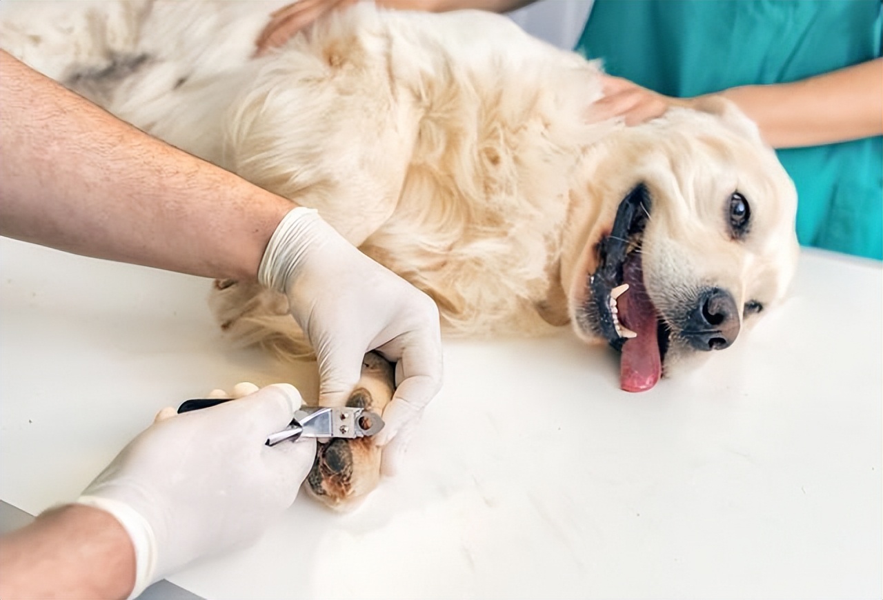 狗狗断甲麻醉,狗被剔趾甲