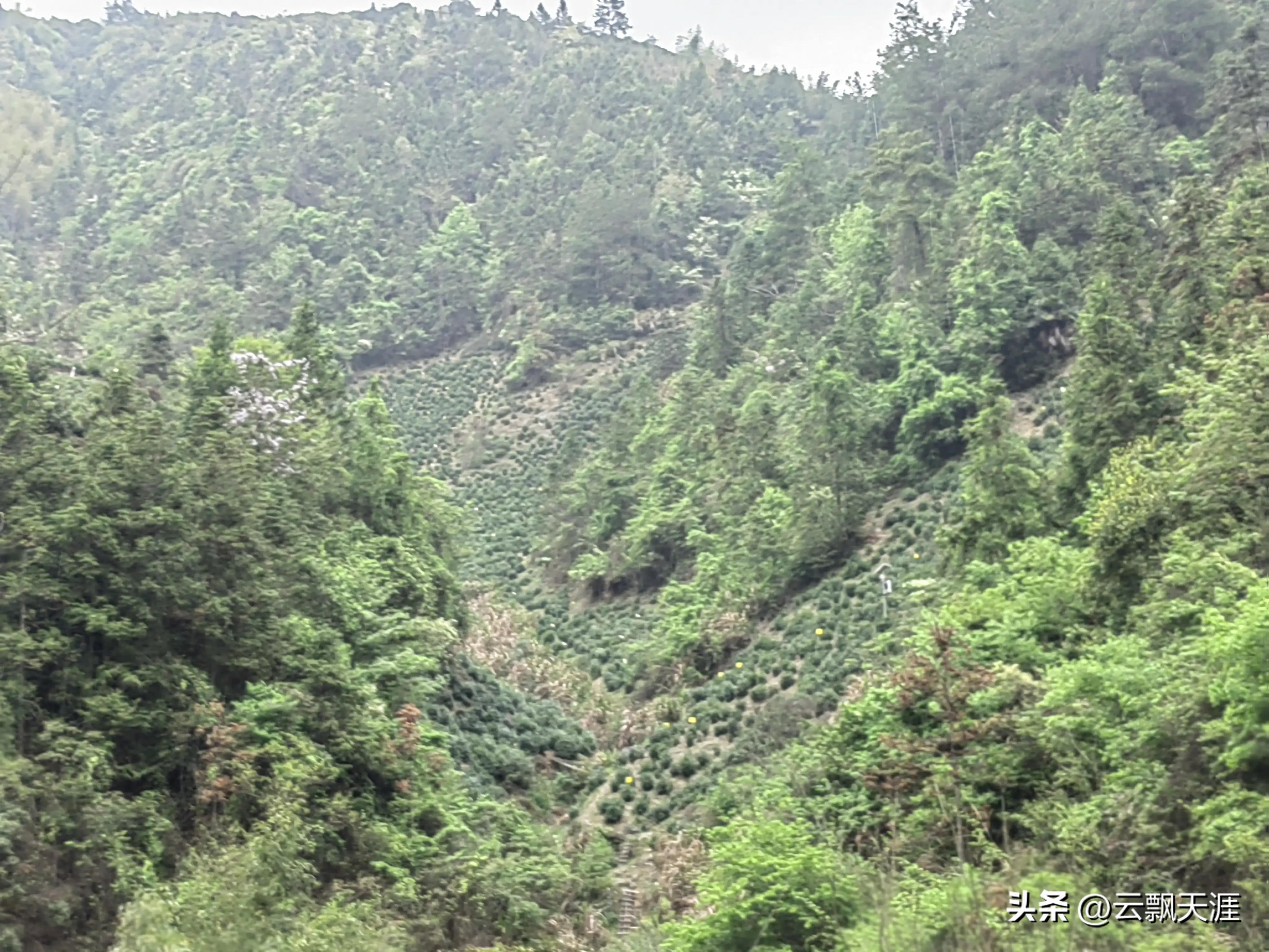 为何外地人一般很难买到正宗的富溪“黄山毛峰”