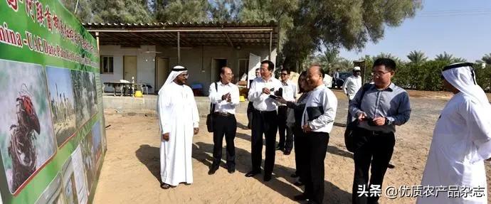 被称为绿色金子的特色蔬菜,被欧洲人称为绿色金子