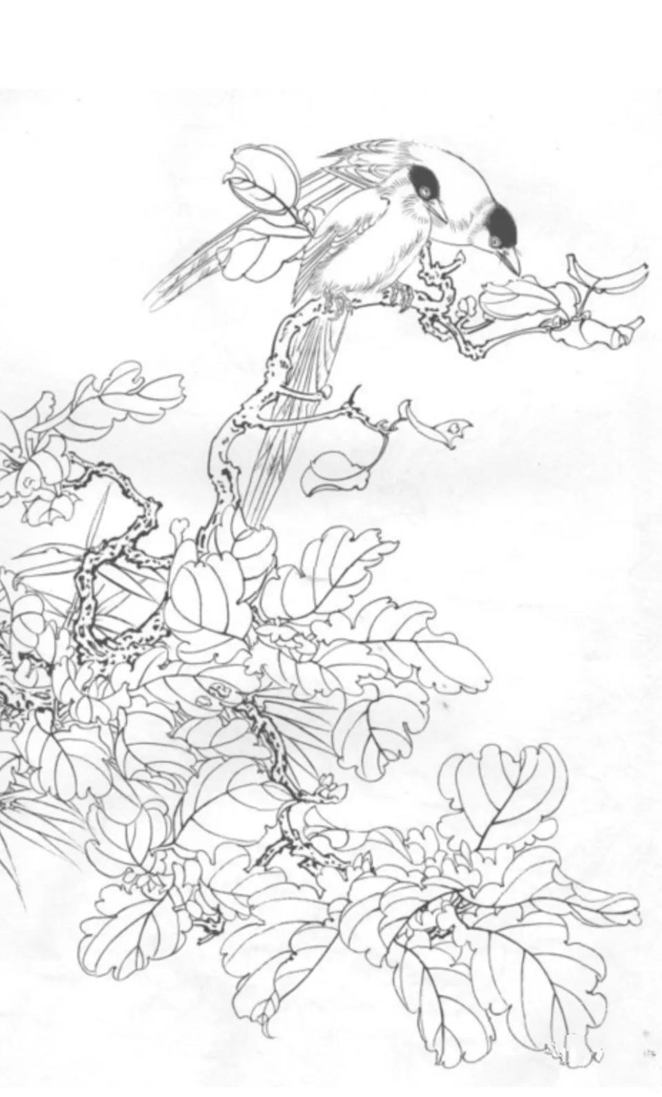 最美的白描作品欣赏,最难得一见的白描