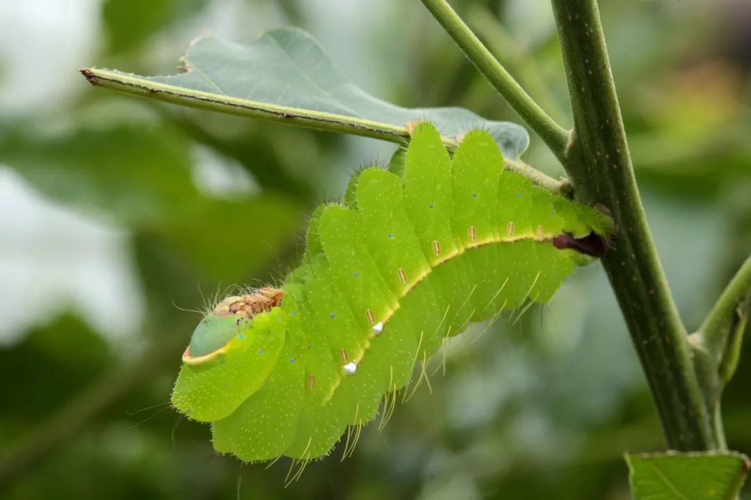 蚕只吃桑叶吗还可以吃什么叶子,不吃桑叶的蚕吃菜叶会吐丝吗