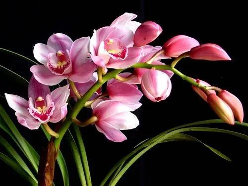 闺蜜小说知乎,闺蜜小说免费阅读